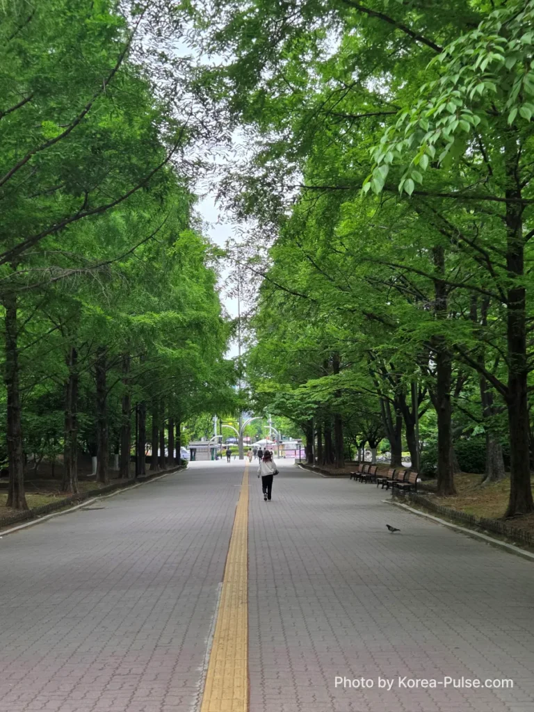 Tree-lined street near Juyeop station on Seoul Metro Line 3 during early morning commute to Seoul